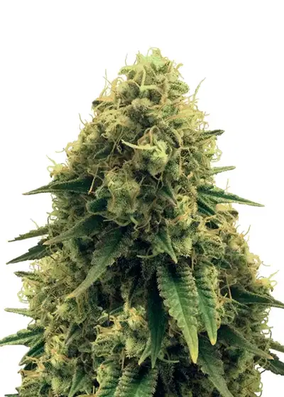 Critical Fast Version by Ganja Farmer, Photoperiod cannabis strain