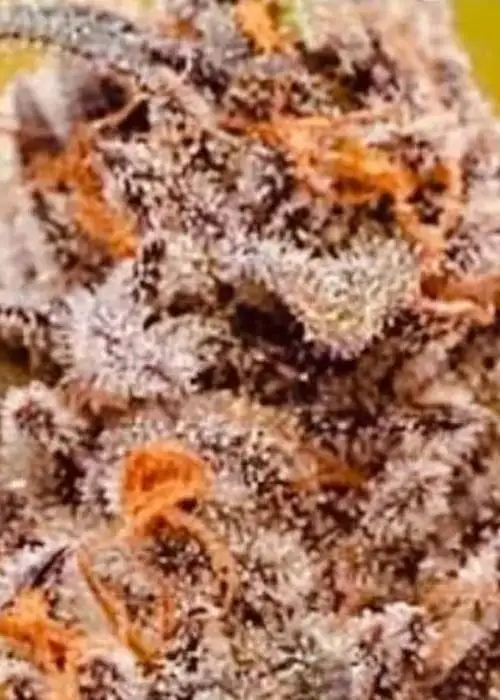 Critical Gelato by Captain Red Beard Seeds, Photoperiod cannabis strain