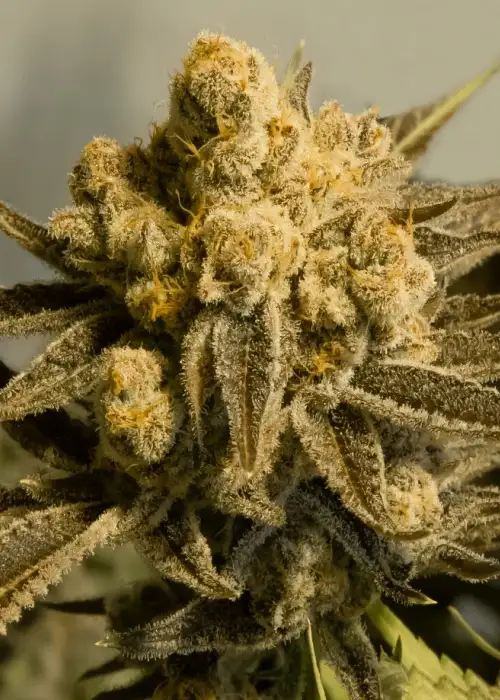 Critical Glue #4 by High Speed Buds, Autoflower cannabis strain