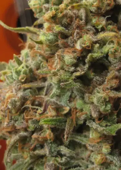 Critical Haze by Resin seeds, Photoperiod cannabis strain