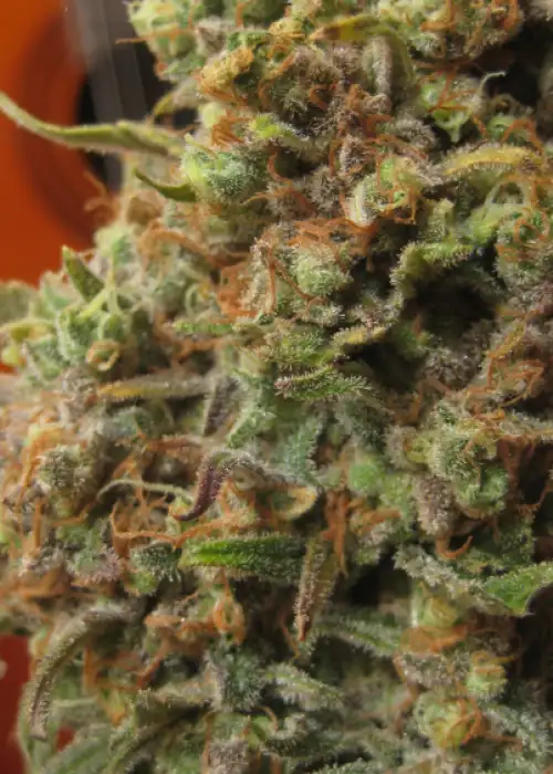 Critical Haze by Resin seeds, Photoperiod cannabis strain