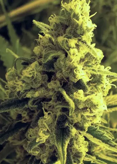 Critical Hog by T.H.Seeds, Photoperiod cannabis strain