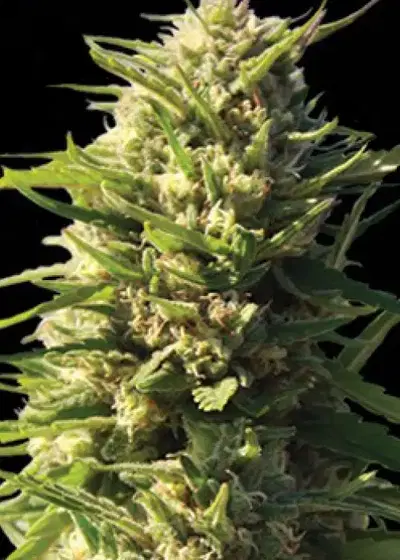 Critical Impact by Vision Seeds, Photoperiod cannabis strain