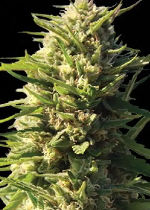 Critical Impact by Vision Seeds, Photoperiod cannabis strain
