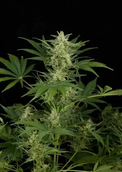 Critical Jack 2.0 Auto by Breed Bros, Autoflower cannabis strain