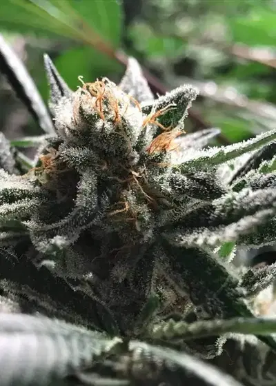 Critical Jack-Condor by R-Kiem Seeds, Autoflower cannabis strain
