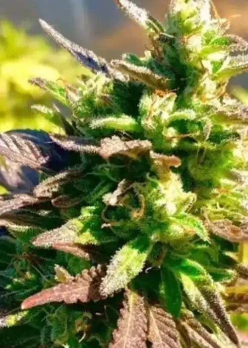 Critical Jedi by Captain Red Beard Seeds, Photoperiod cannabis strain