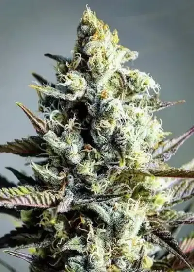 Critical Kush Feminized by Niagara Seed Bank, Photoperiod cannabis strain