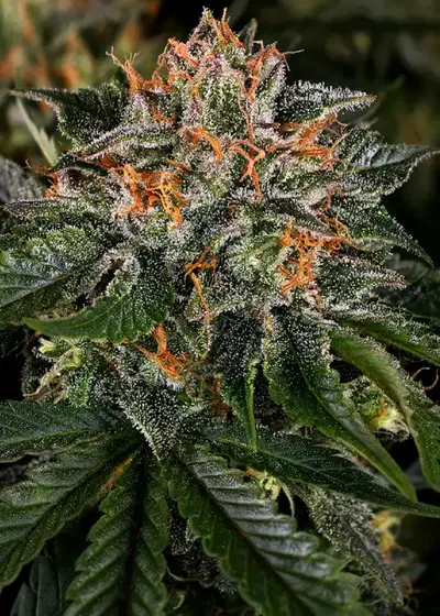 Critical Kush by Tanie Sianie cannabis strain