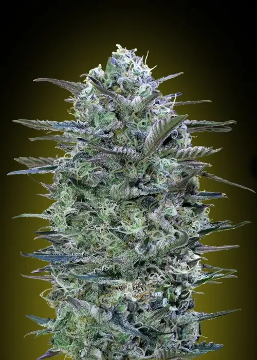 Critical Lemon by Advanced Seeds, Photoperiod cannabis strain