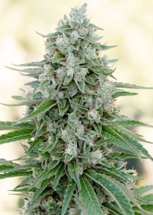 Critical Mango by Silent Seeds, Photoperiod cannabis strain