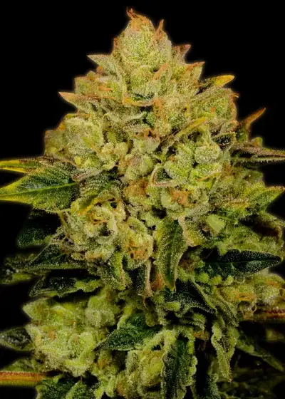 Critical Mass Autoflower by ILGM, Autoflower cannabis strain