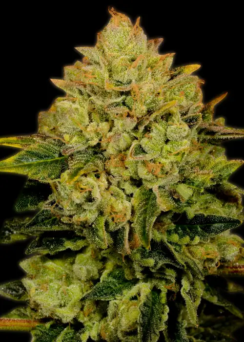 Critical Mass Autoflower by ILGM, Autoflower cannabis strain