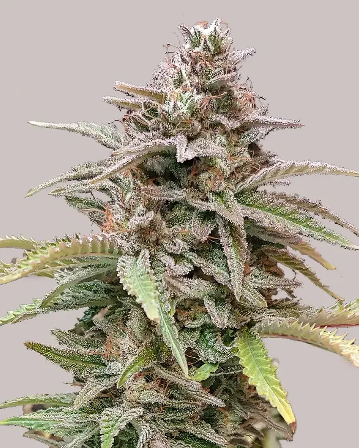 Critical Mass by ILGM, Photoperiod cannabis strain