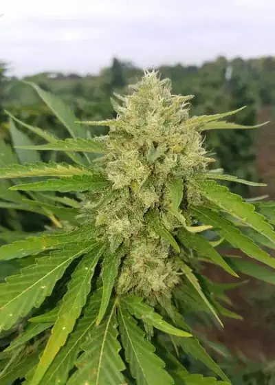 Critical Mass XXL Autoflower by G.O.A.T Genetics, Autoflower cannabis strain