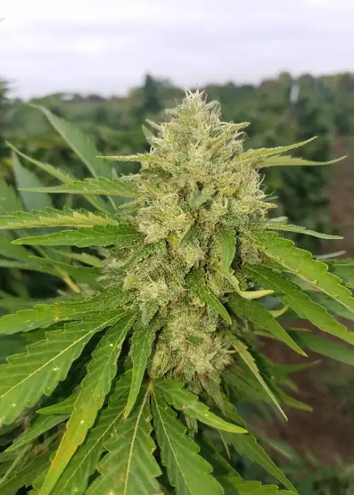 Critical Mass XXL Autoflower by G.O.A.T Genetics, Autoflower cannabis strain