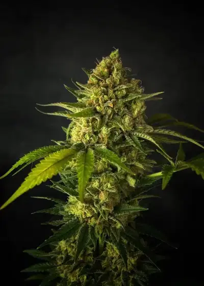 Critical Narco Polo 1.0 by Breed Bros, Photoperiod cannabis strain