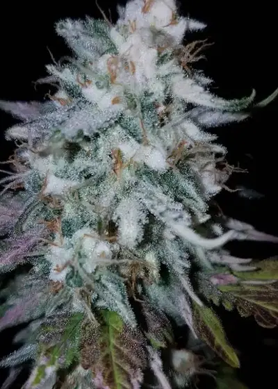 Critical Ogre by Joint Doctor Lowryder, Autoflower cannabis strain
