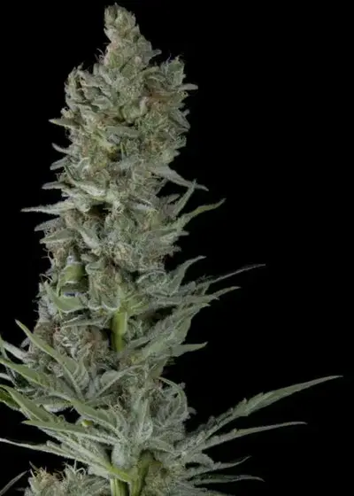 Critical Plus Auto by Trikoma Seeds, Autoflower cannabis strain