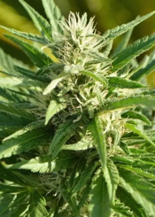 Critical Plus Autoflowering by Pev Seeds, Autoflower cannabis strain
