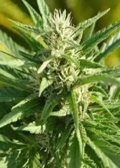 Critical Plus by Discreet Seeds, Photoperiod cannabis strain
