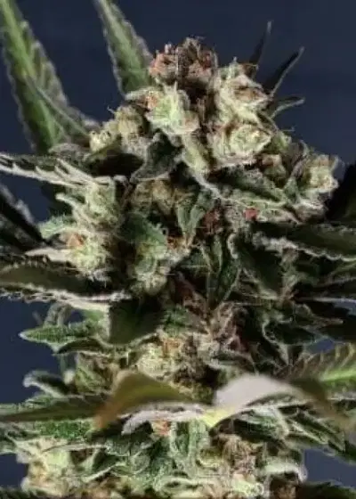Critical Purple by Gea Seeds, Photoperiod cannabis strain