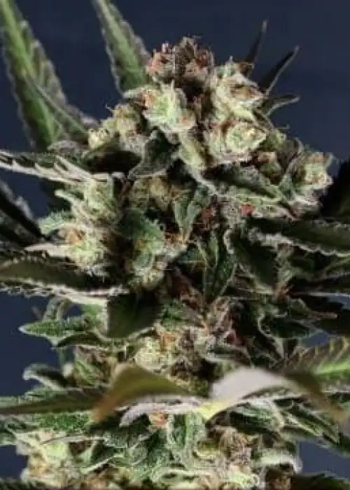 Critical Purple by Gea Seeds, Photoperiod cannabis strain