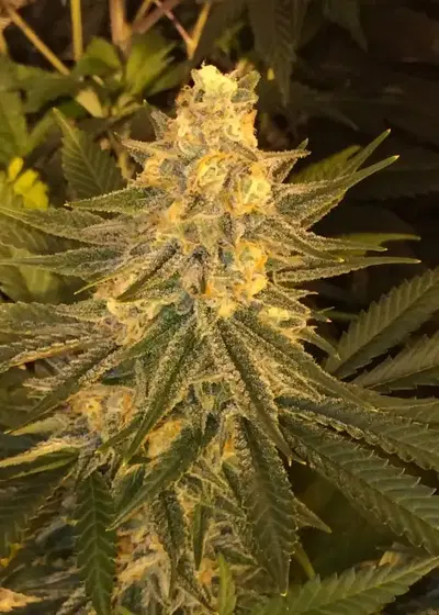 Critical Sensi Star by Delicious Seeds, Photoperiod cannabis strain