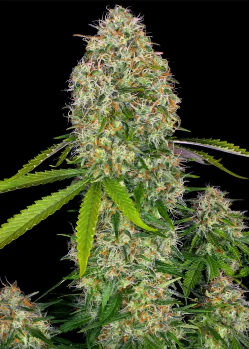Critical Skunk by Mr.Nice, Photoperiod cannabis strain