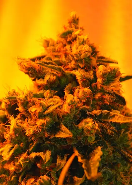 Critical Sour Diesel by Emerald Triangle Seeds, Photoperiod cannabis strain