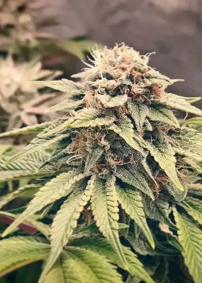 Critical Strawberry Banana by Emerald Triangle Seeds, Photoperiod cannabis strain