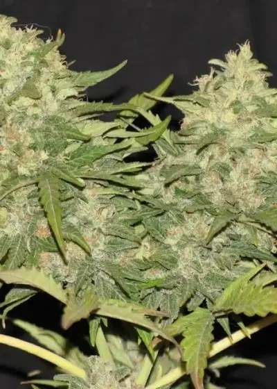 Critical Super Silver Haze by Delicious Seeds, Photoperiod cannabis strain