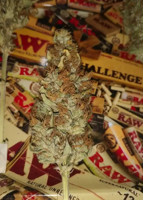 Critical VIP by VIP Seeds, Photoperiod cannabis strain
