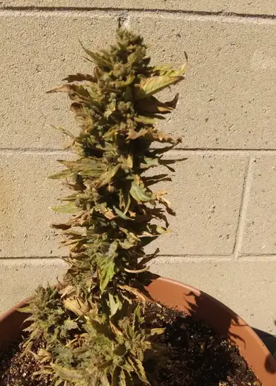 Critical x Gorilla Glue #4 Auto cannabis strain