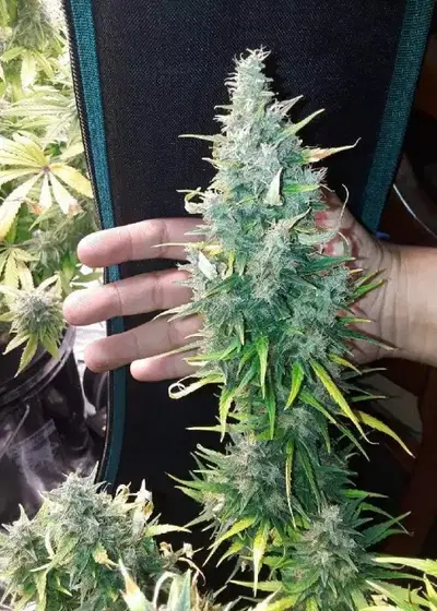 Critical x Gorilla Glue #4 Autoflower by SeedSupreme, Autoflower cannabis strain