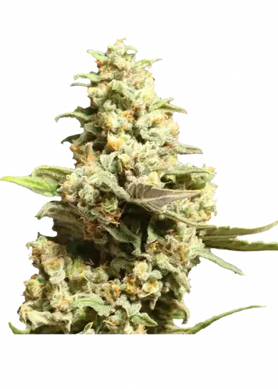 Critical X by Apex Seeds, Photoperiod cannabis strain