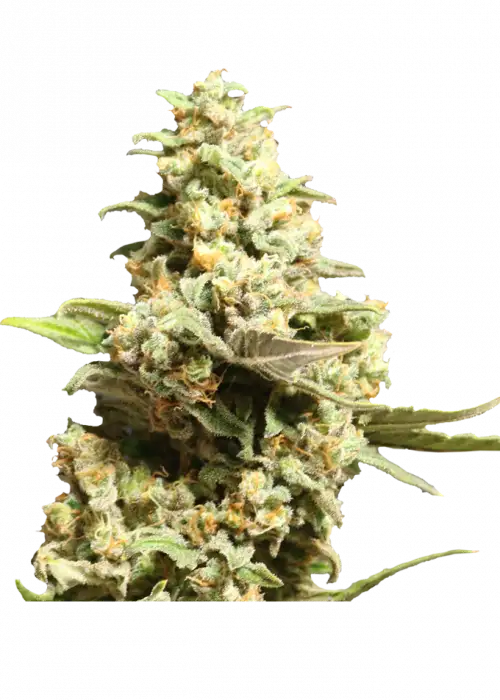 Critical X by Apex Seeds, Photoperiod cannabis strain