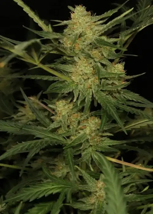 Critical XXL by Zambeza, Photoperiod cannabis strain