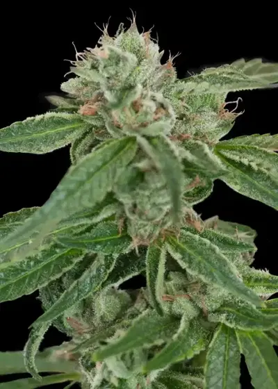 Crockett's Confidential by Crockett Family Farms, Photoperiod cannabis strain