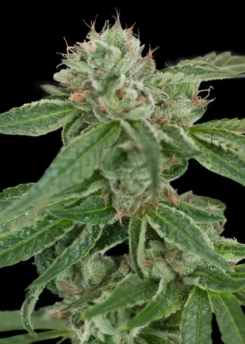 Crockett's Confidential by Crockett Family Farms, Photoperiod cannabis strain