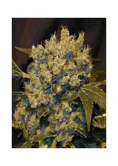 Cronic by Eurogrow, Photoperiod cannabis strain