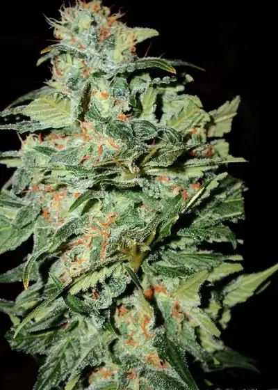 Crop Circle by Cream of the Crop Seeds, Autoflower cannabis strain