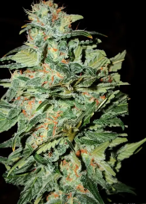 Crop Circle by Cream of the Crop Seeds, Autoflower cannabis strain