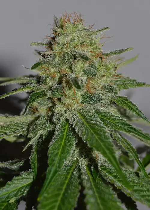Crop Doctor by Cream of the Crop Seeds, Photoperiod cannabis strain