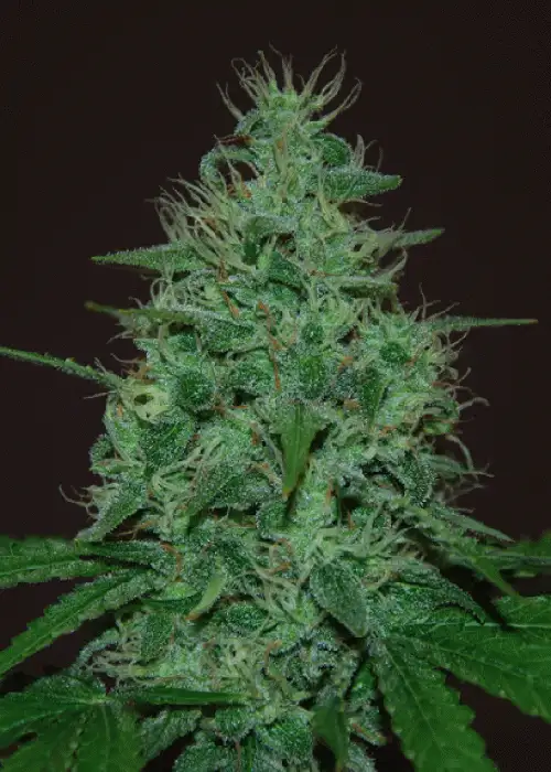 Cropical Fruit by Cream of the Crop Seeds, Autoflower cannabis strain