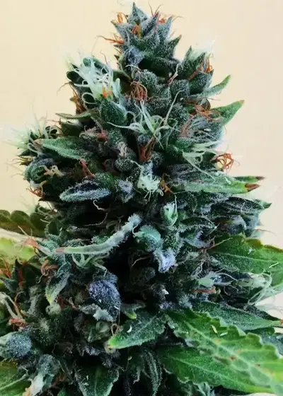 Cropolope by Cream of the Crop Seeds, Photoperiod cannabis strain