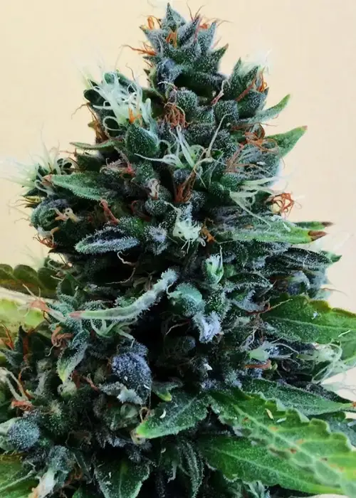 Cropolope by Cream of the Crop Seeds, Photoperiod cannabis strain