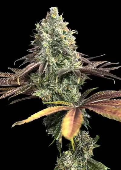 Crudebeer by TerpyZ Mutant Genetics, Photoperiod cannabis strain