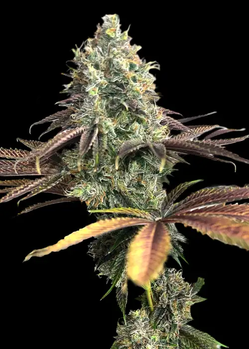 Crudebeer by TerpyZ Mutant Genetics, Photoperiod cannabis strain