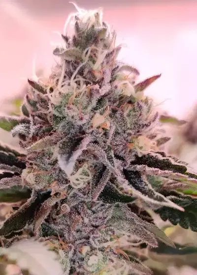 Crumbled Lime by Karma Genetics, Photoperiod cannabis strain